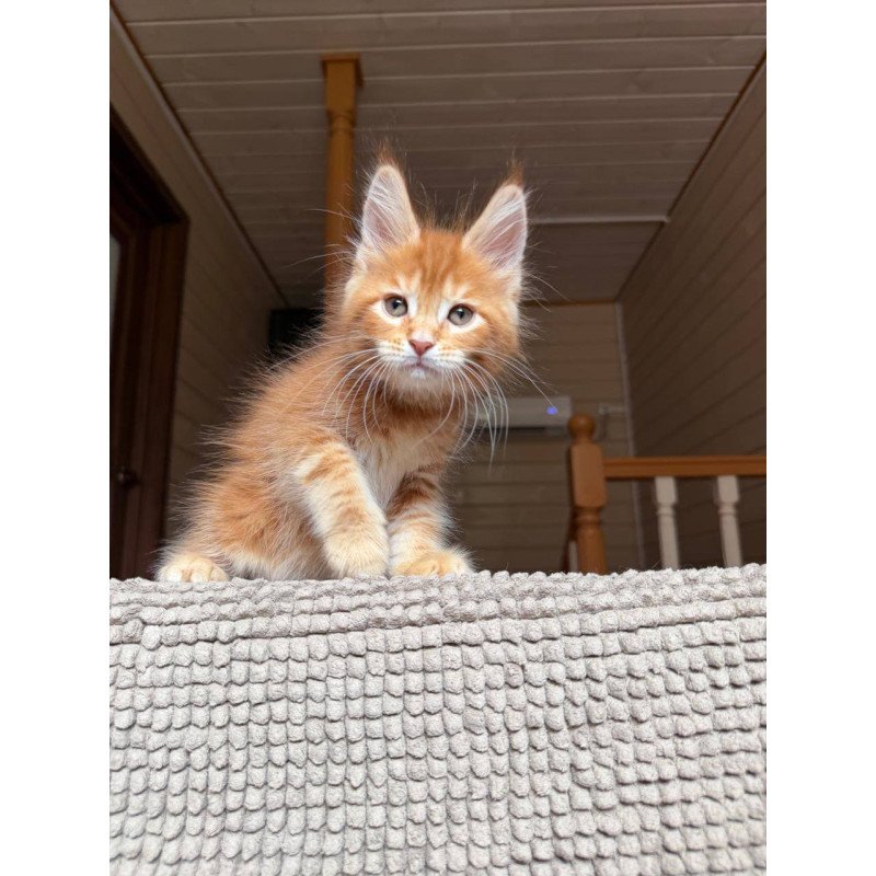 Maine Coon POLIN Amur