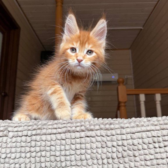 Maine Coon POLIN Amur