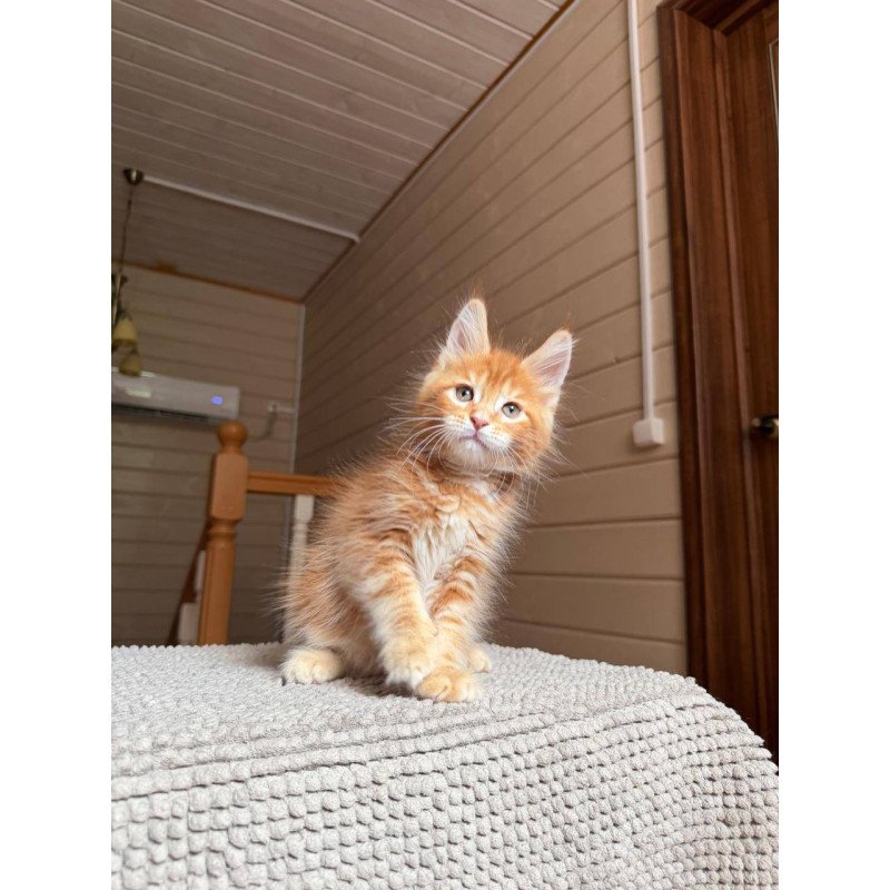 Maine Coon POLIN Amur