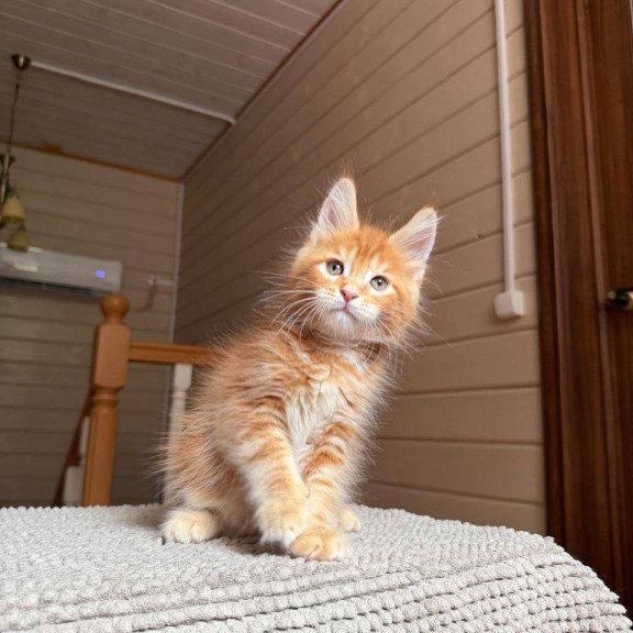 Maine Coon POLIN Amur