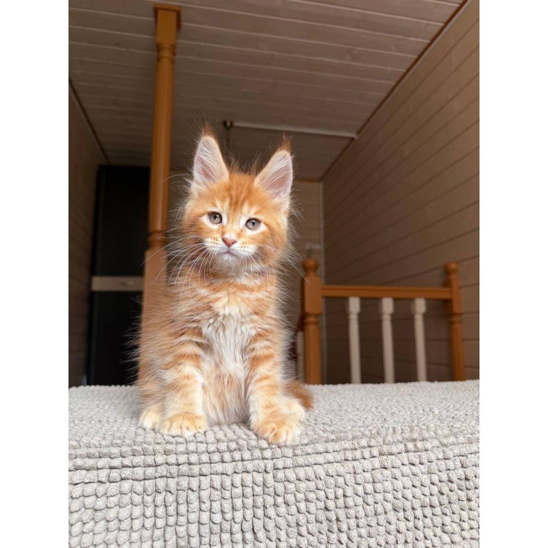 Maine Coon POLIN Amur