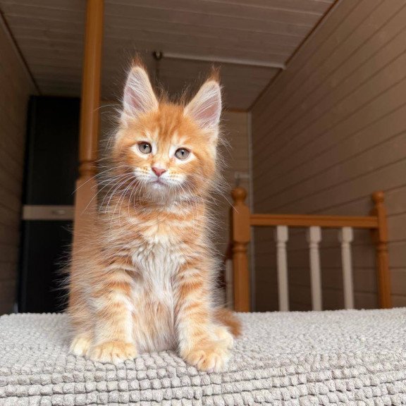 Maine Coon POLIN Amur