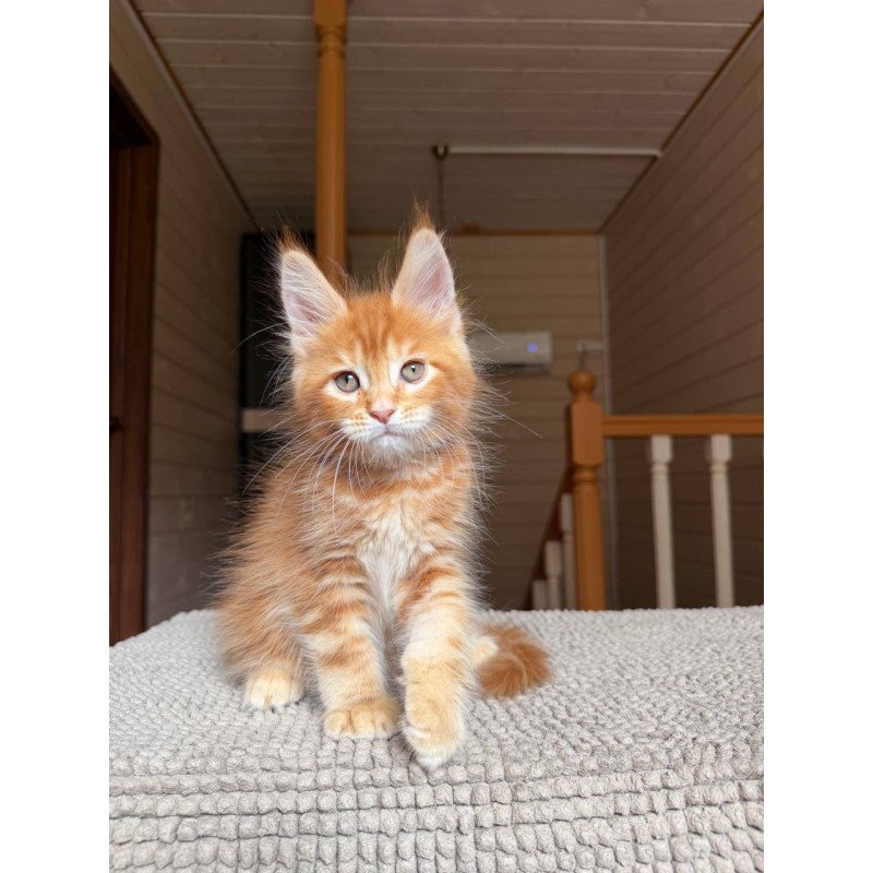 Maine Coon POLIN Amur