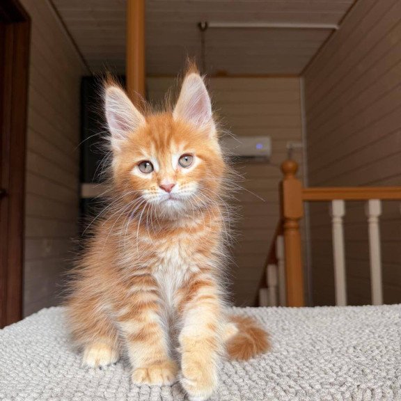 Maine Coon POLIN Amur