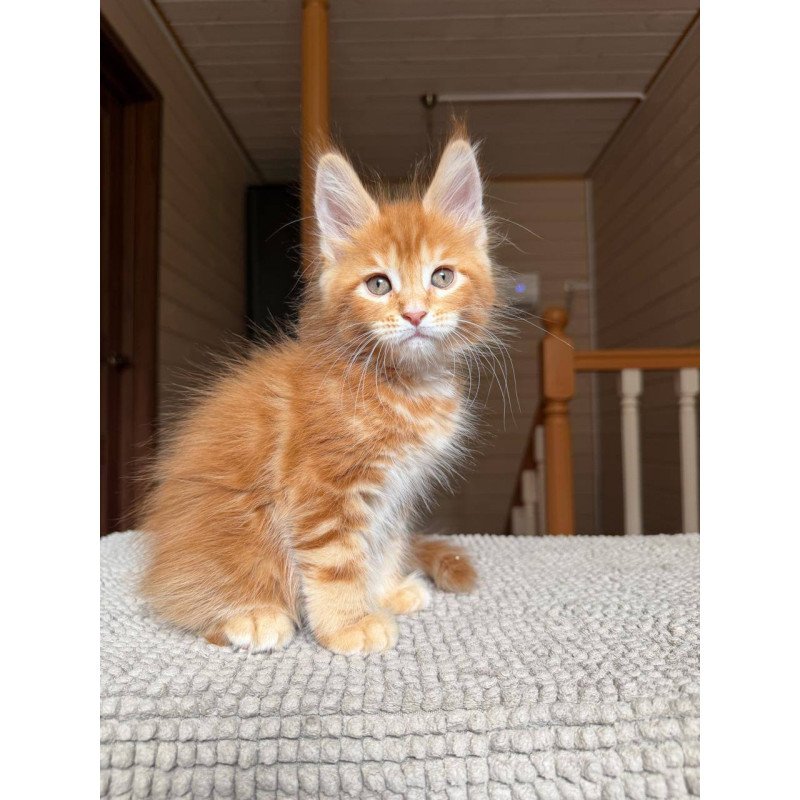 Maine Coon POLIN Amur