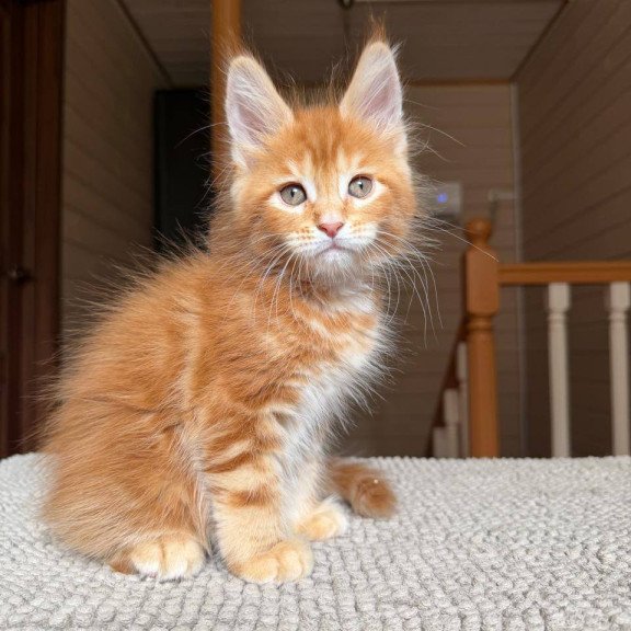 Maine Coon POLIN Amur