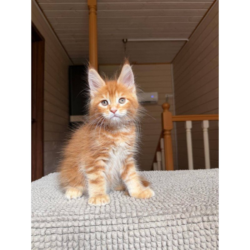 Maine Coon POLIN Amur