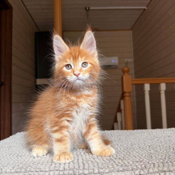 Maine Coon POLIN Amur