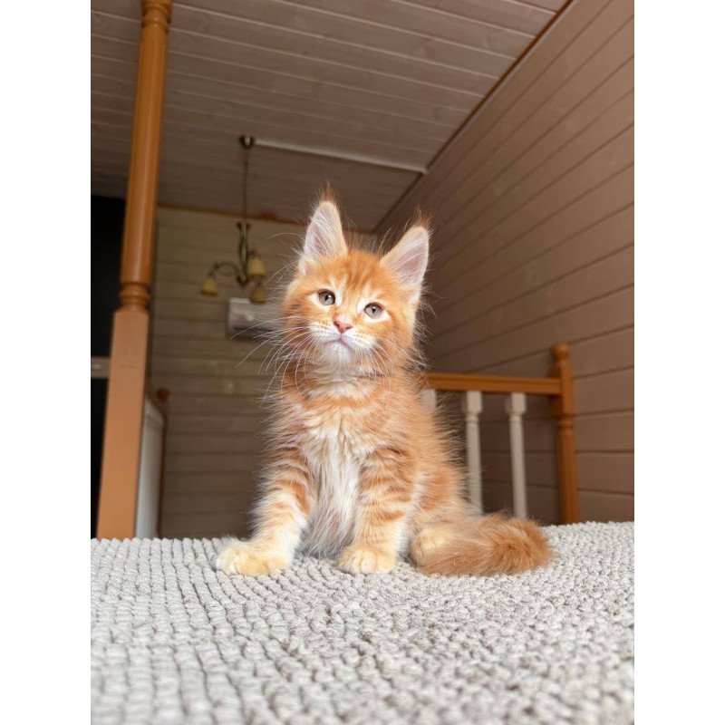 Maine Coon POLIN Amur