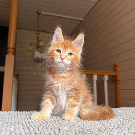 Maine Coon POLIN Amur