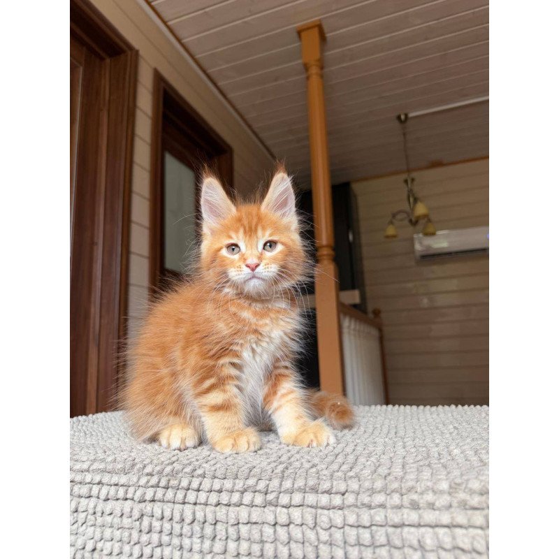 Maine Coon POLIN Amur