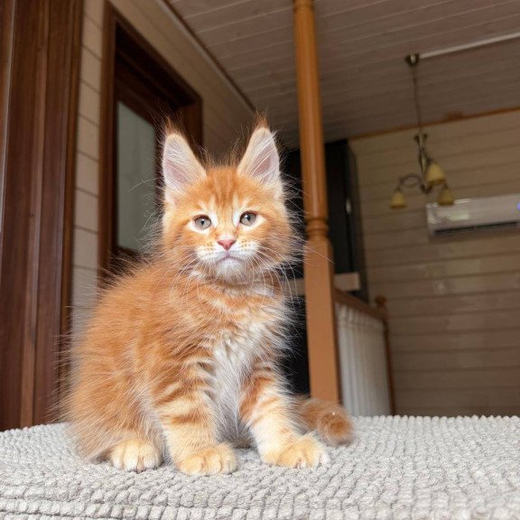 Maine Coon POLIN Amur