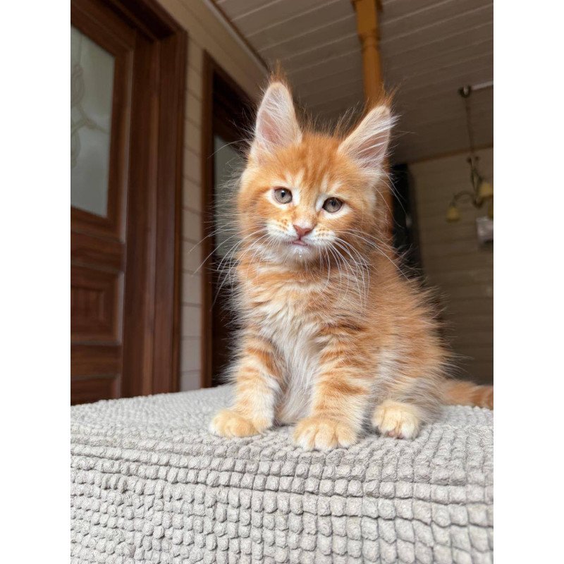 Maine Coon POLIN Amur