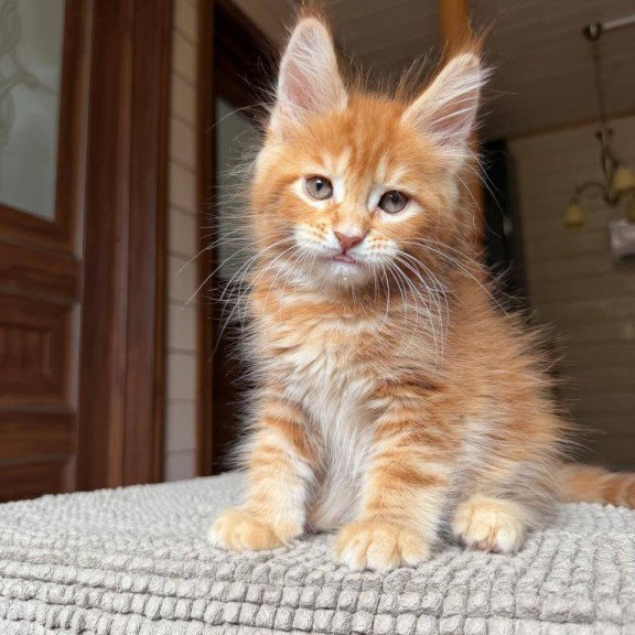 Maine Coon POLIN Amur