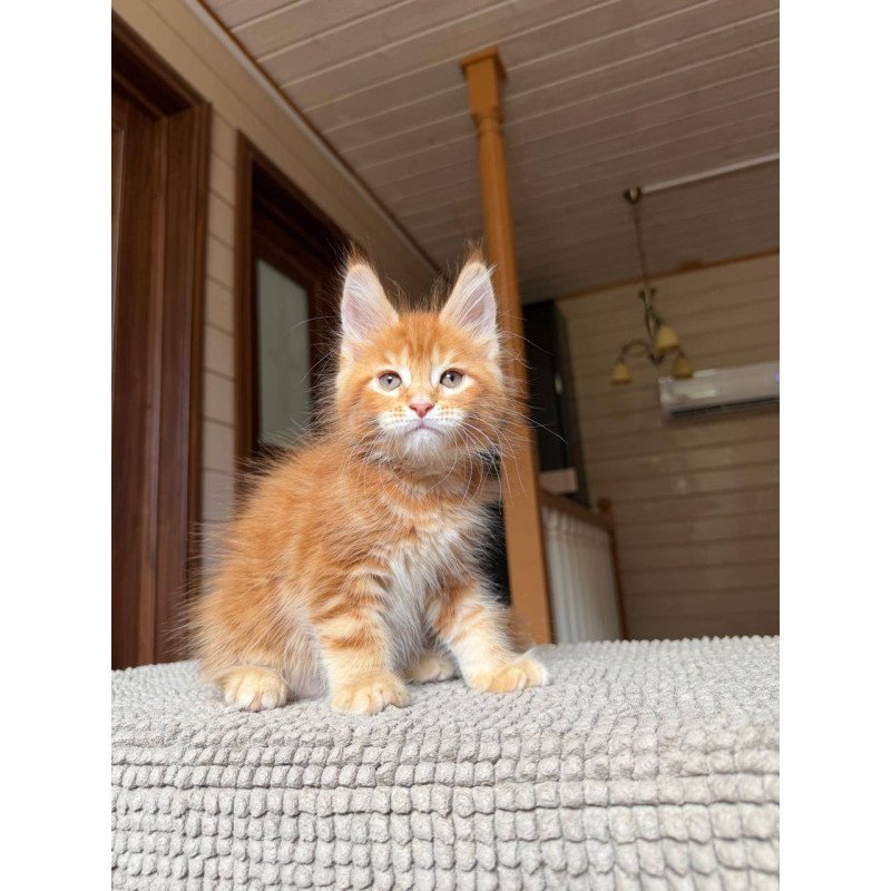 Maine Coon POLIN Amur
