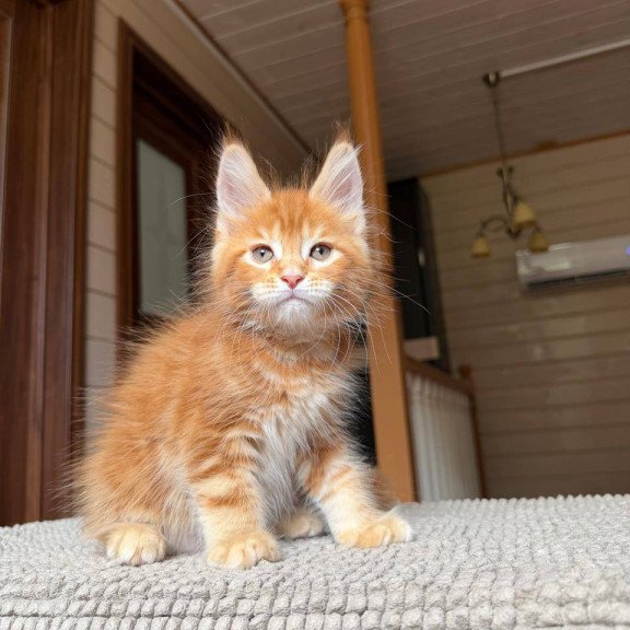 Maine Coon POLIN Amur