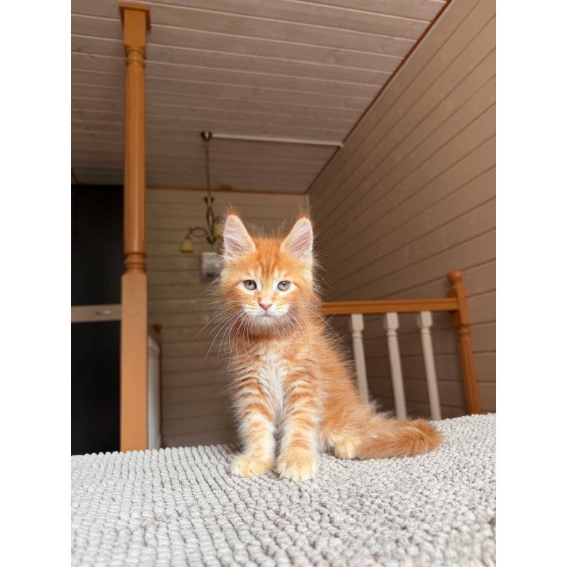 Maine Coon POLIN Amur