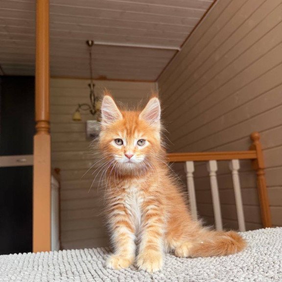 Maine Coon POLIN Amur