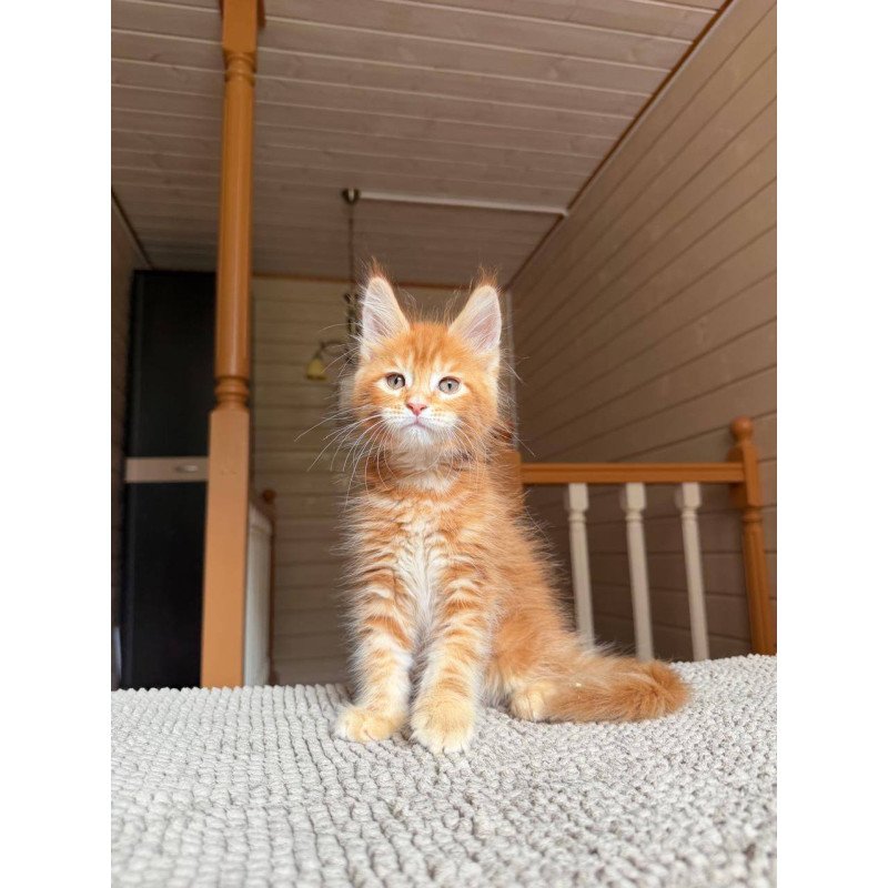 Maine Coon POLIN Amur