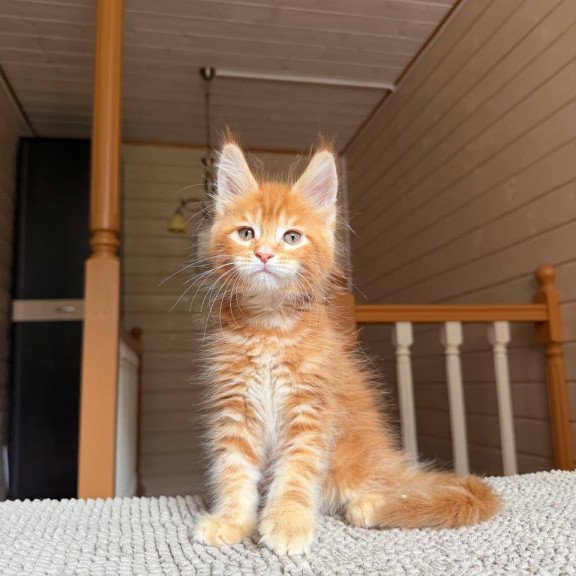 Maine Coon POLIN Amur