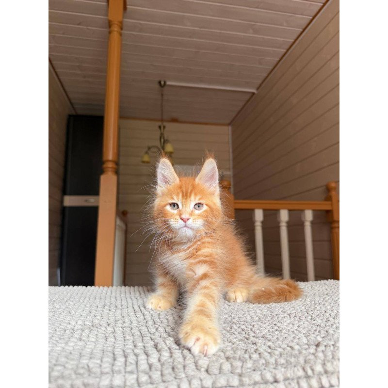 Maine Coon POLIN Amur