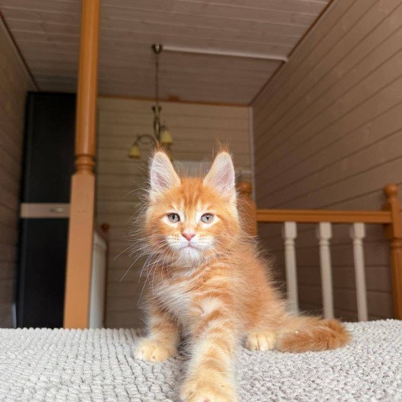 Maine Coon POLIN Amur