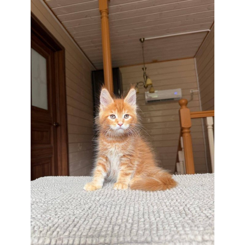 Maine Coon POLIN Amur