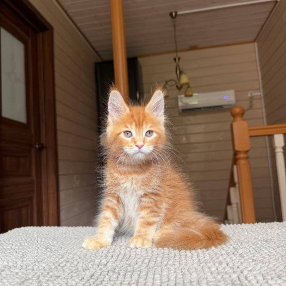 Maine Coon POLIN Amur