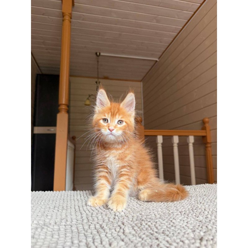 Maine Coon POLIN Amur