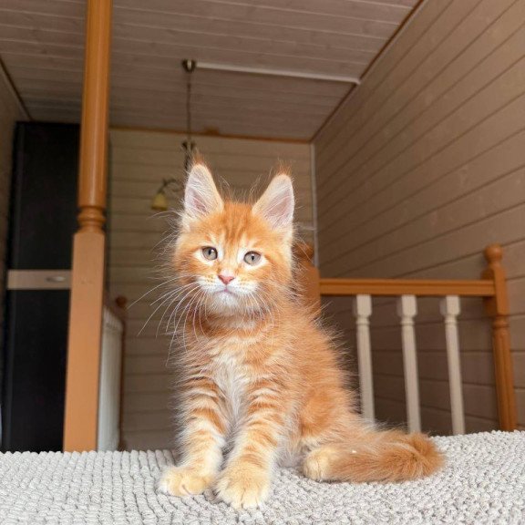 Maine Coon POLIN Amur