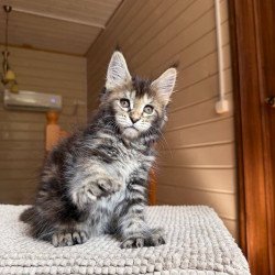 Maine Coon POLIN Bamboleilo