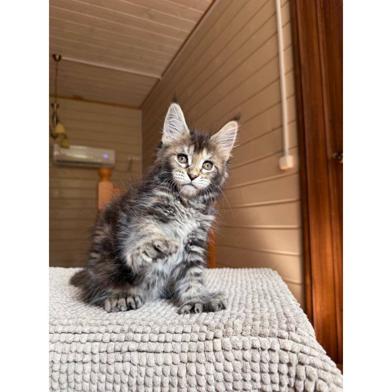 Maine Coon POLIN Bamboleilo