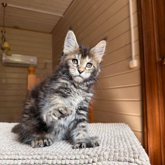 Maine Coon POLIN Bamboleilo