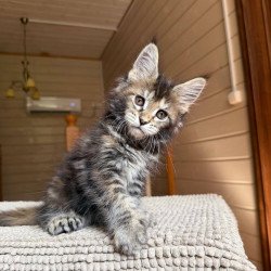 Maine Coon POLIN Bamboleilo