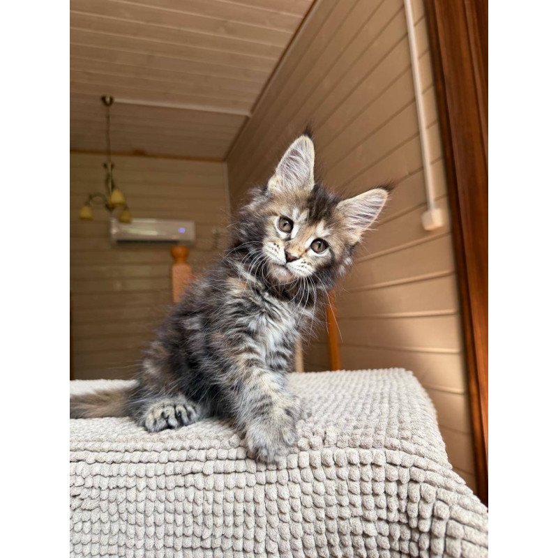 Maine Coon POLIN Bamboleilo