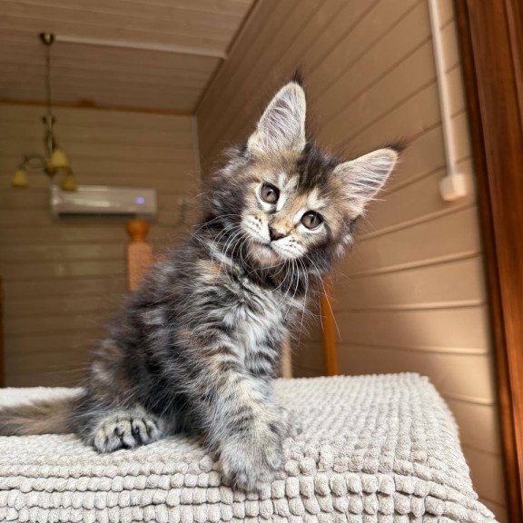 Maine Coon POLIN Bamboleilo
