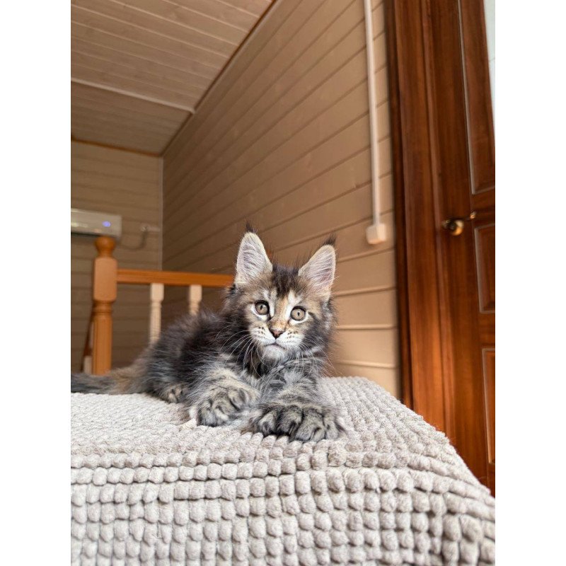 Maine Coon POLIN Bamboleilo