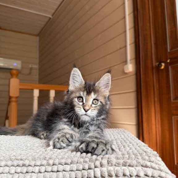 Maine Coon POLIN Bamboleilo
