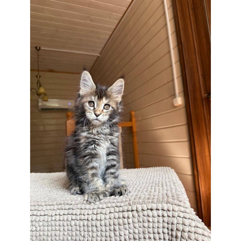 Maine Coon POLIN Bamboleilo