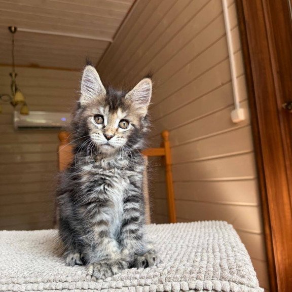 Maine Coon POLIN Bamboleilo