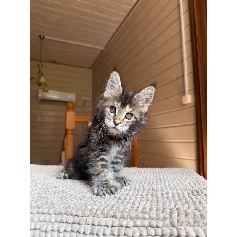 Maine Coon POLIN Bamboleilo