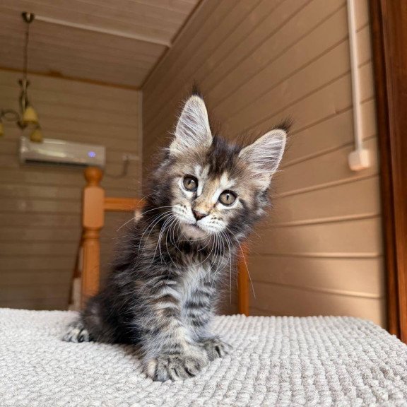 Maine Coon POLIN Bamboleilo