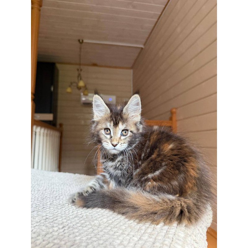 Maine Coon POLIN Bamboleilo