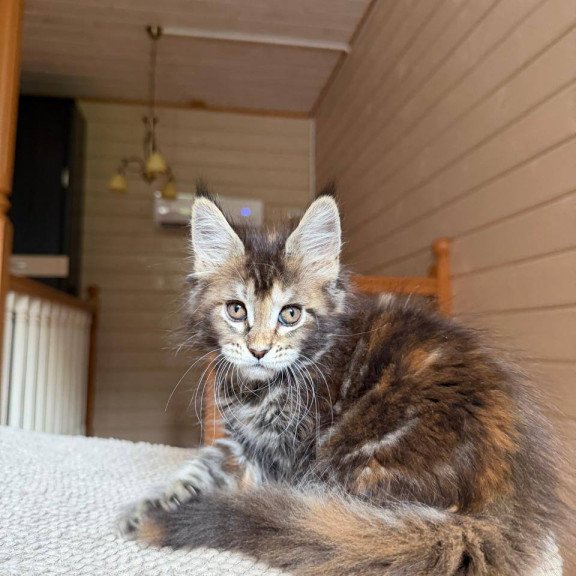 Maine Coon POLIN Bamboleilo