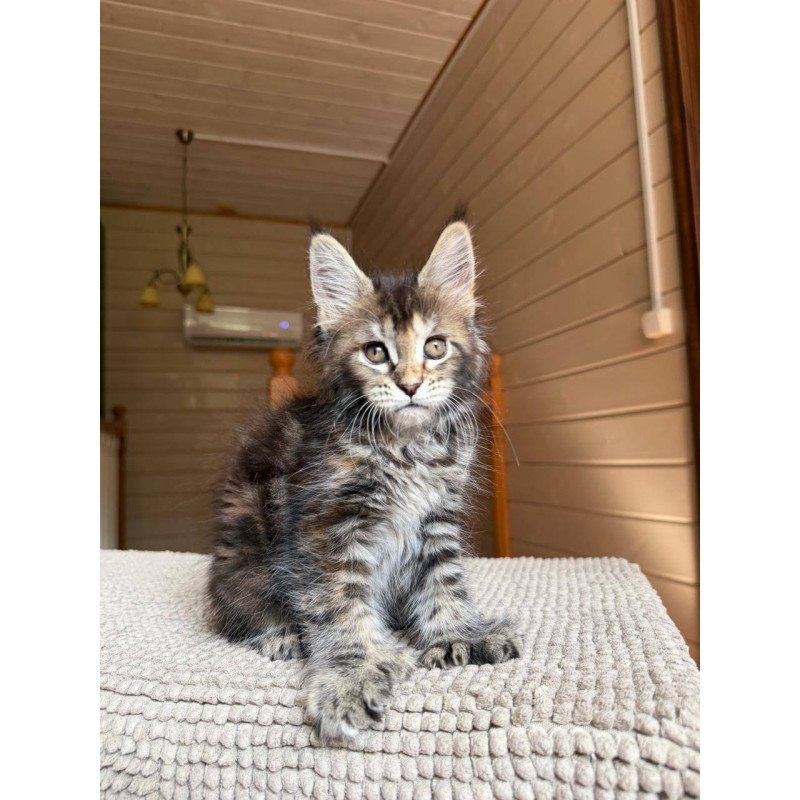 Maine Coon POLIN Bamboleilo