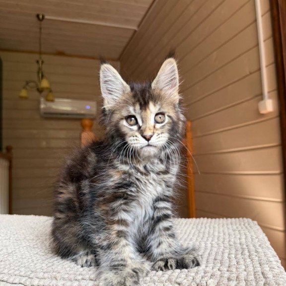 Maine Coon POLIN Bamboleilo