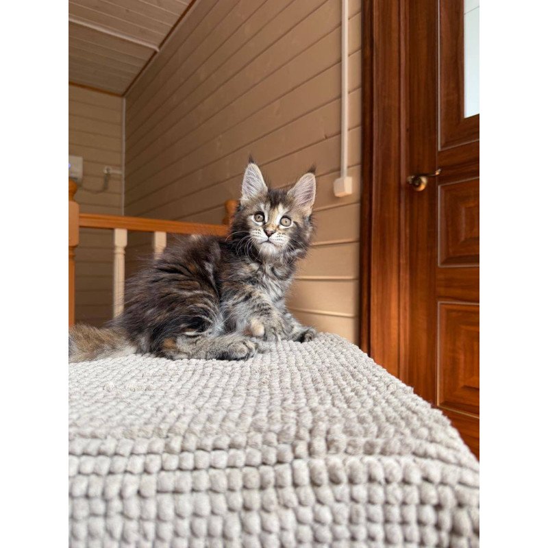 Maine Coon POLIN Bamboleilo