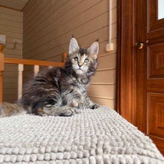 Maine Coon POLIN Bamboleilo