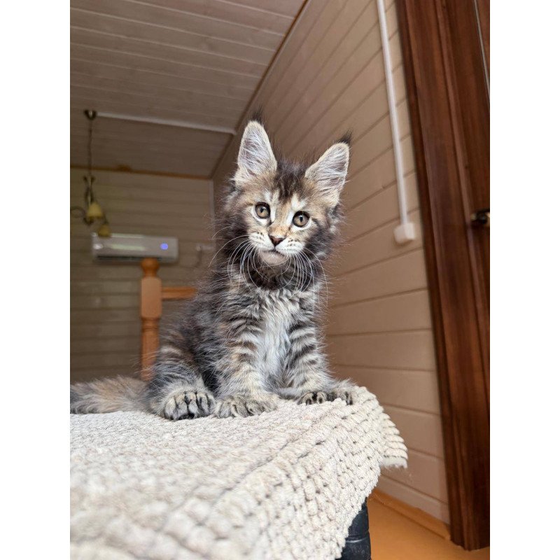 Maine Coon POLIN Bamboleilo