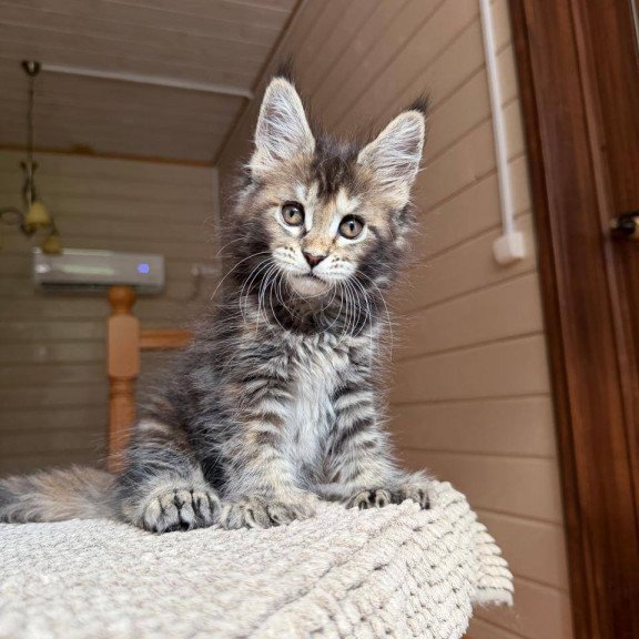 Maine Coon POLIN Bamboleilo